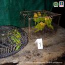 Los animales eran comercializados y para su someterlos los mantenían en jaulas, algunas aves eran pigmentadas.