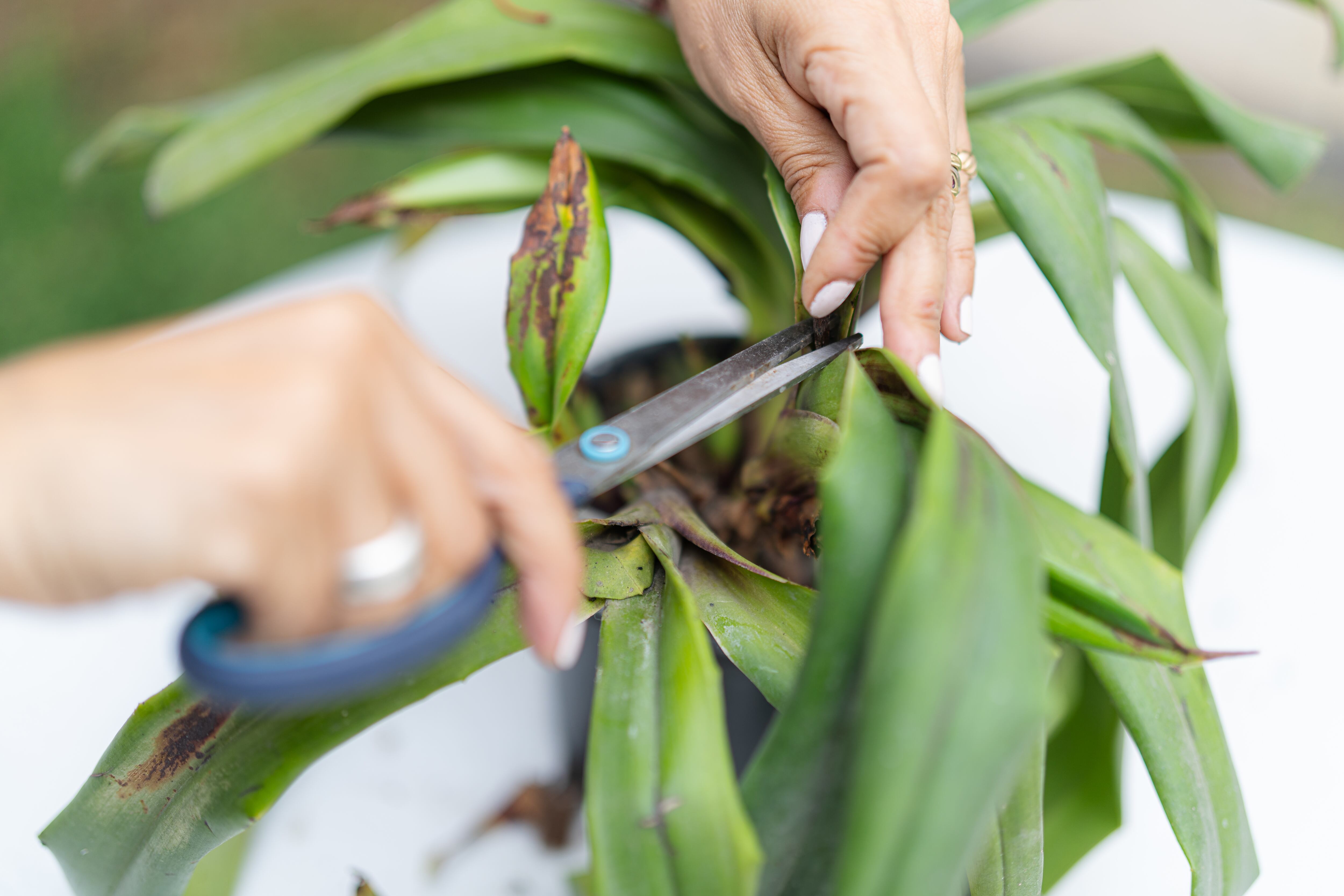 Hojas secas de una planta