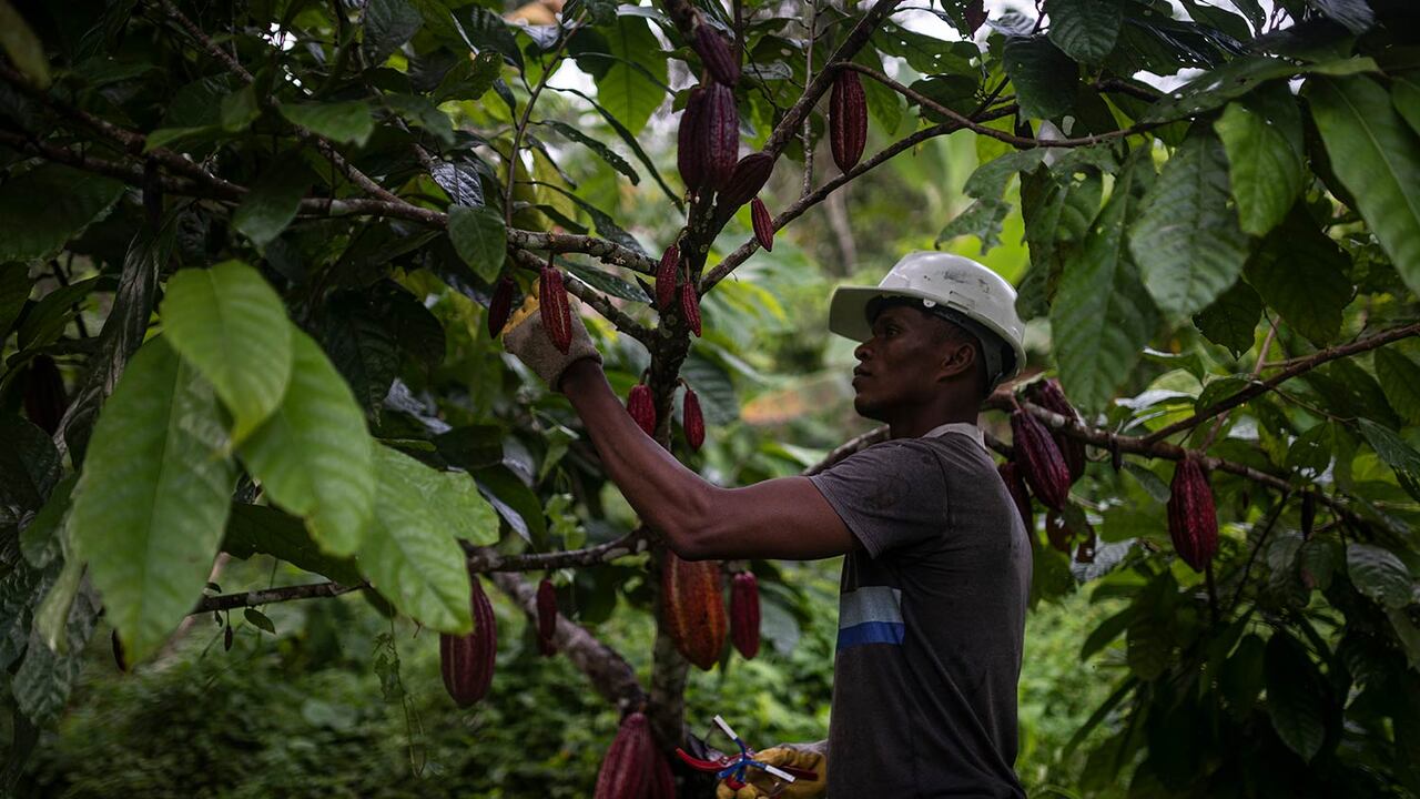 A través del Incentivo de Capitalización Rural, los campesinos recibirán la ayuda que les permitirá disminuir sus deudas.
