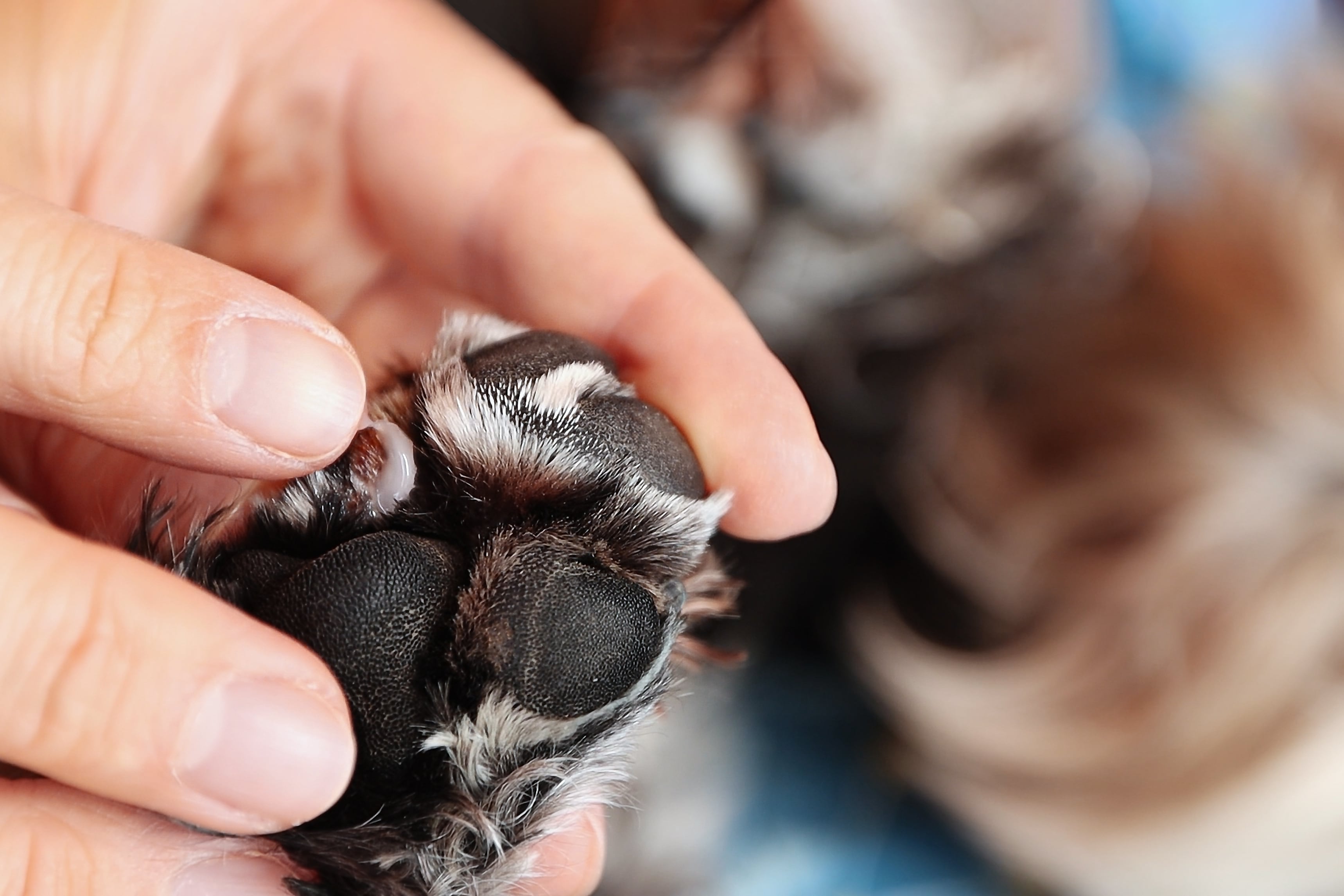 ¿Cada cuánto es adecuado limpiar las patas de los perros?