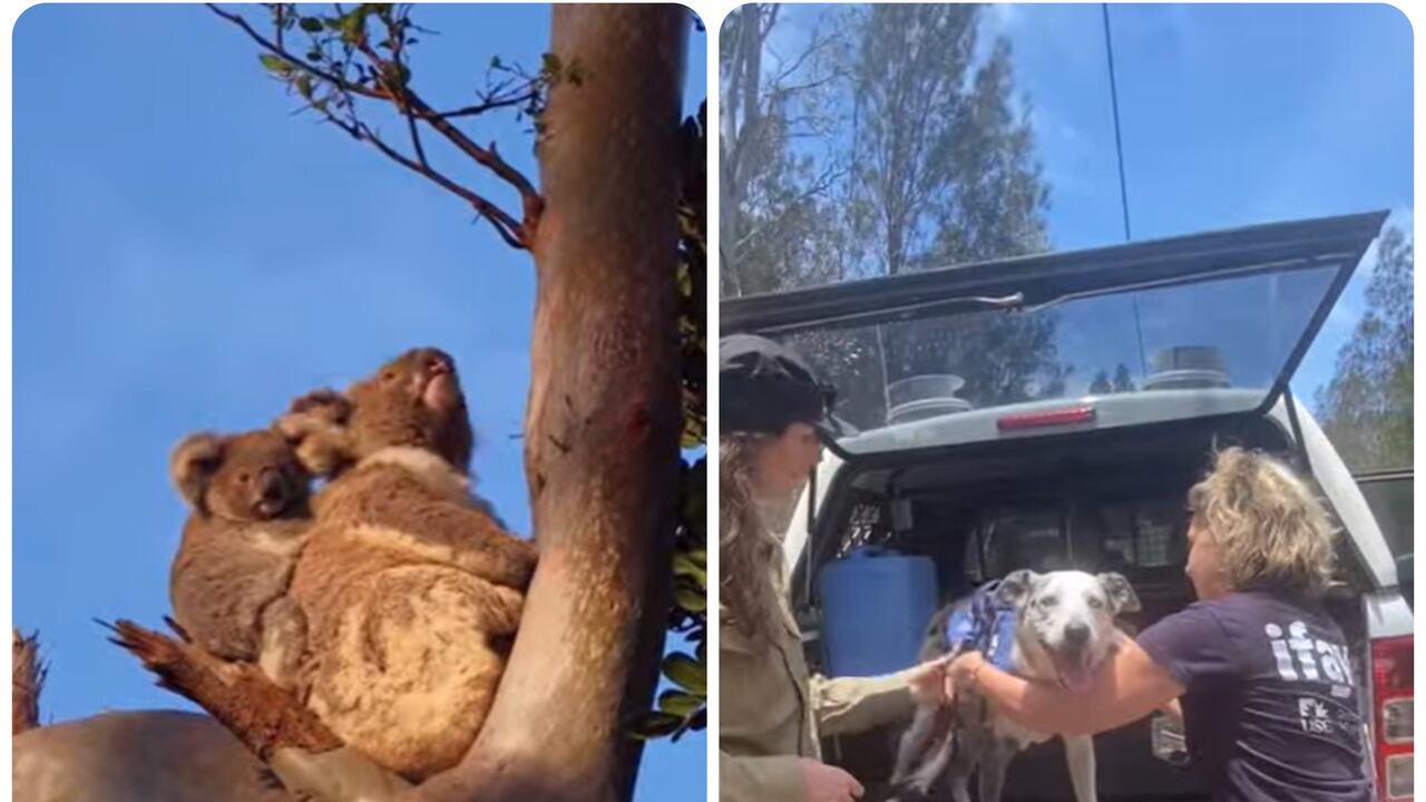 El legado de Bear: El perro rescatista de koalas termina su labor en la conservación