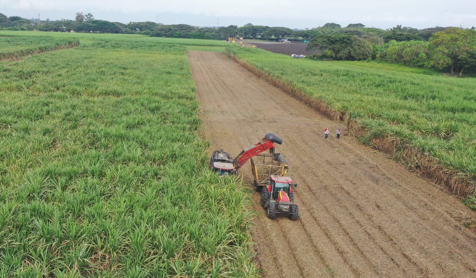 Industria de la caña