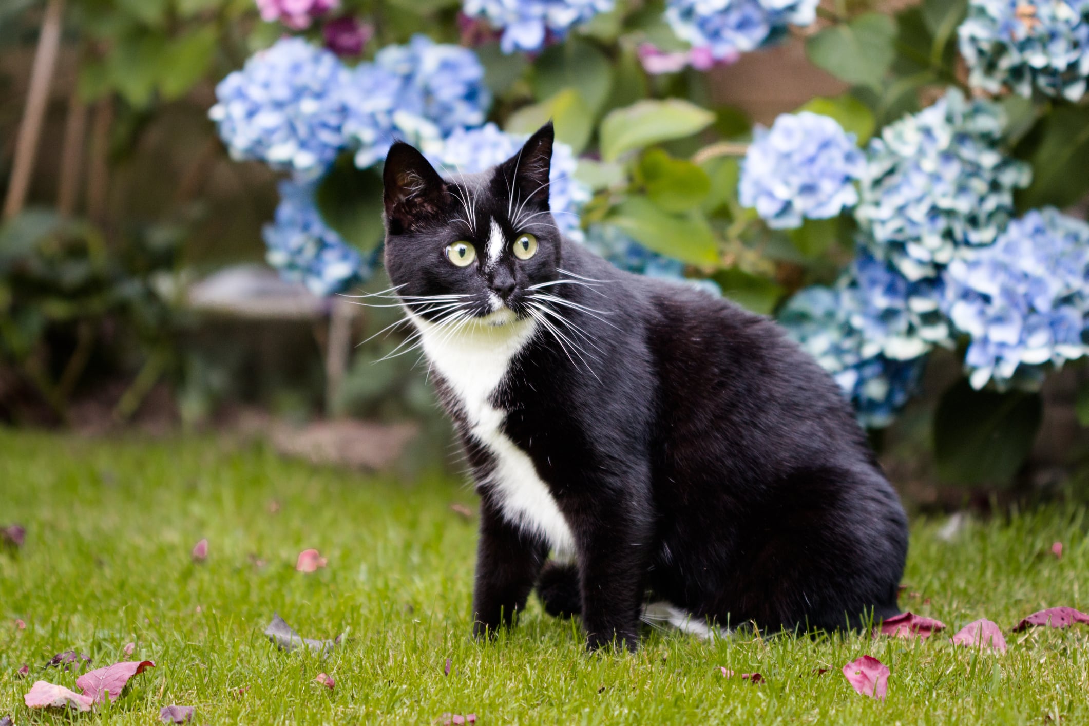 Gatos fuera de casa