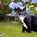 Gatos fuera de casa