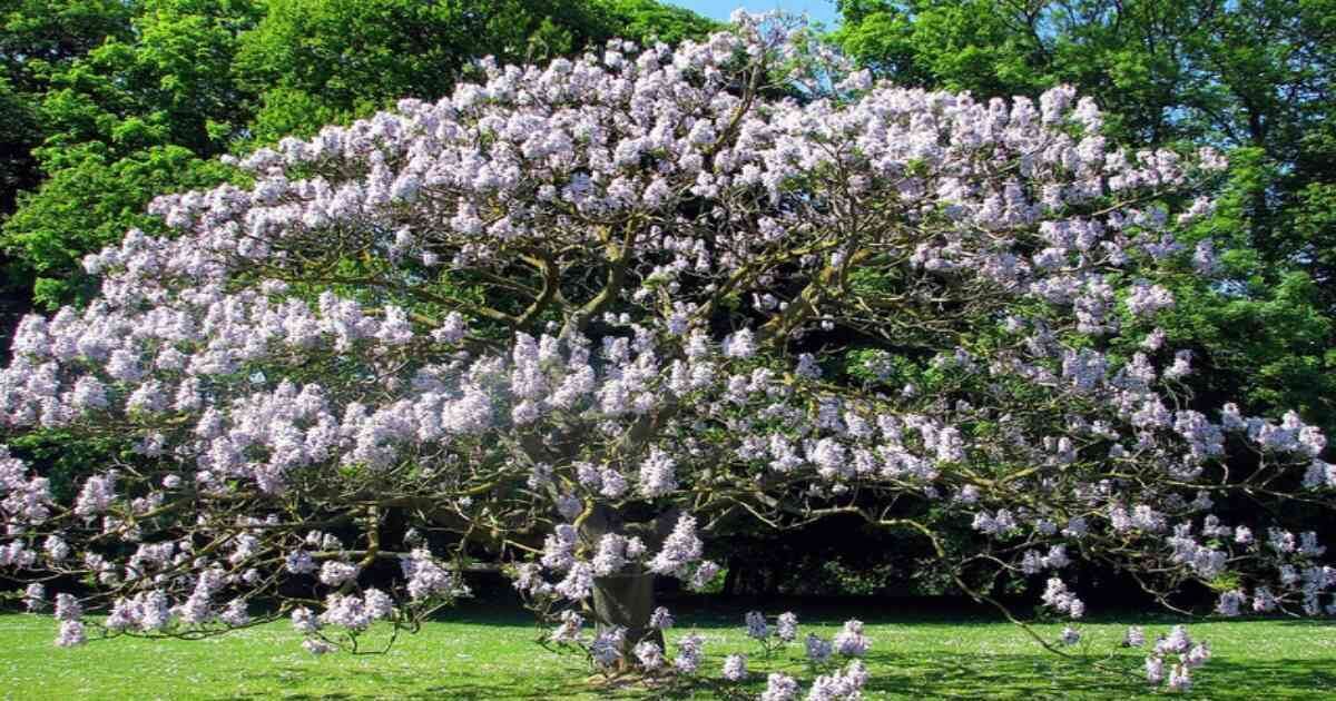 El kiri es un árbol maderable y altamente rentable. Foto: Linda de Volder- Diálogo Chino.