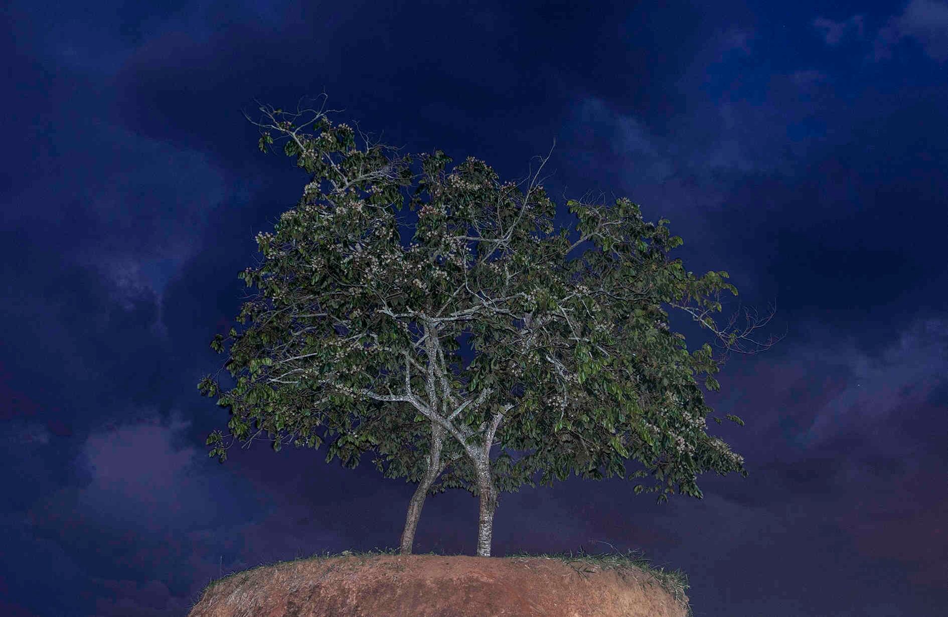 “El árbol del abrazo”. Son dos palos de guamo que nacieron en el Parque Monumento a las víctimas de la masacre de Trujillo en el Valle del Cauca. Bajo estos árboles y en la montaña, hay 235 bóvedas con restos de víctimas y objetos personales en memoria de los desaparecidos del municipio que suman 88. Entre 1986 y 1994  se contabilizaron 342 víctimas registradas por AFAVIT y la comunidad.