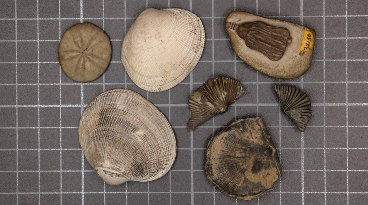 Comparación entre fauna marina moderna y especies que vivieron hace cientos de millones de años.