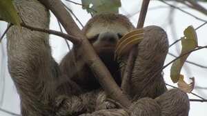 A través de sus acciones para preservar los ecosistemas, ISA también contribuye a la conservación de la fauna del país.