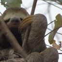 A través de sus acciones para preservar los ecosistemas, ISA también contribuye a la conservación de la fauna del país.