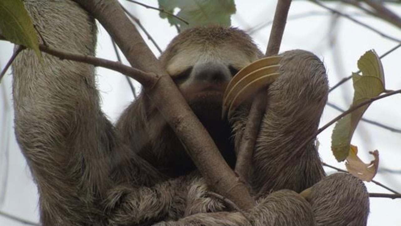 A través de sus acciones para preservar los ecosistemas, ISA también contribuye a la conservación de la fauna del país.