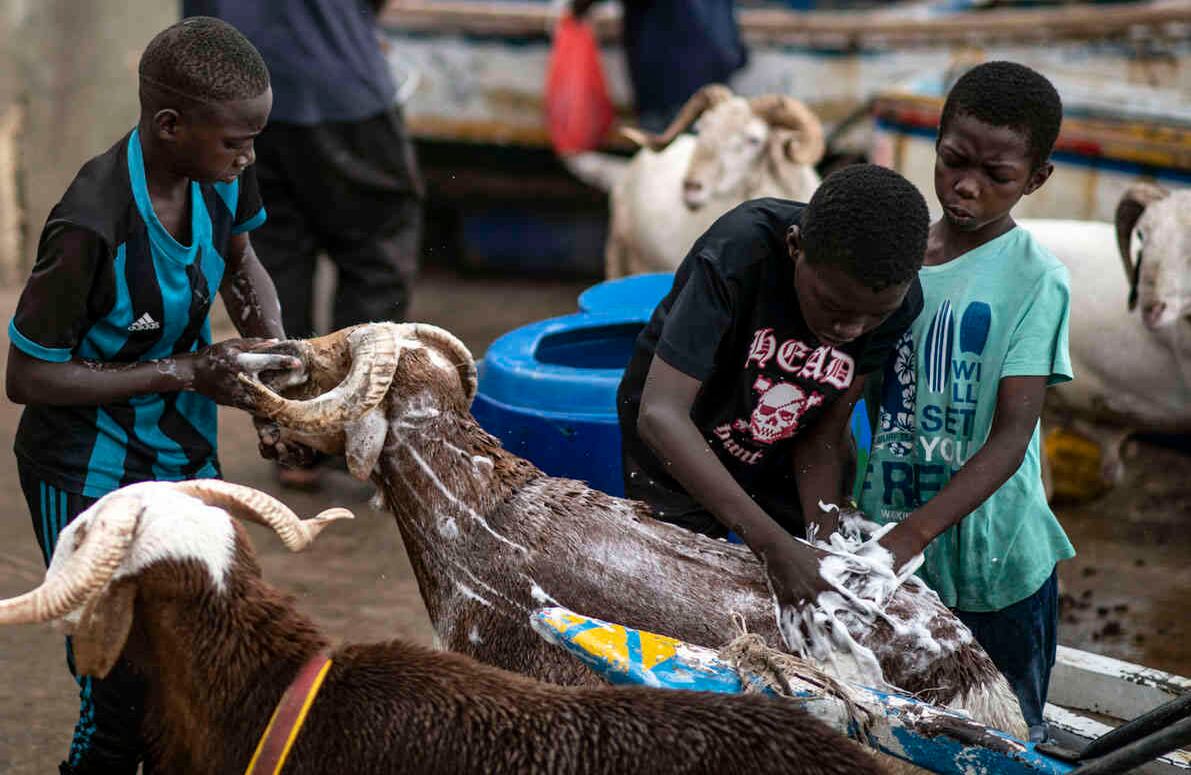Los niños lavan ovejas y cabras antes de ofrecerlas a la venta para la próxima fiesta islámica de Eid al-Adha. Muchos musulmanes en África occidental se apresuran a pagar una oveja para sacrificio como muestra de fe; a menudo el animal puede llegar a costar tanto como el ingreso de un mes, y ahora más con los estragos de un coronavirus que pone una importante tradición religiosa más allá del alcance financiero. Imagen tomada en la playa de Dakar, Senegal, el 30 de julio. Foto: Sylvain Cherkaoui / AP