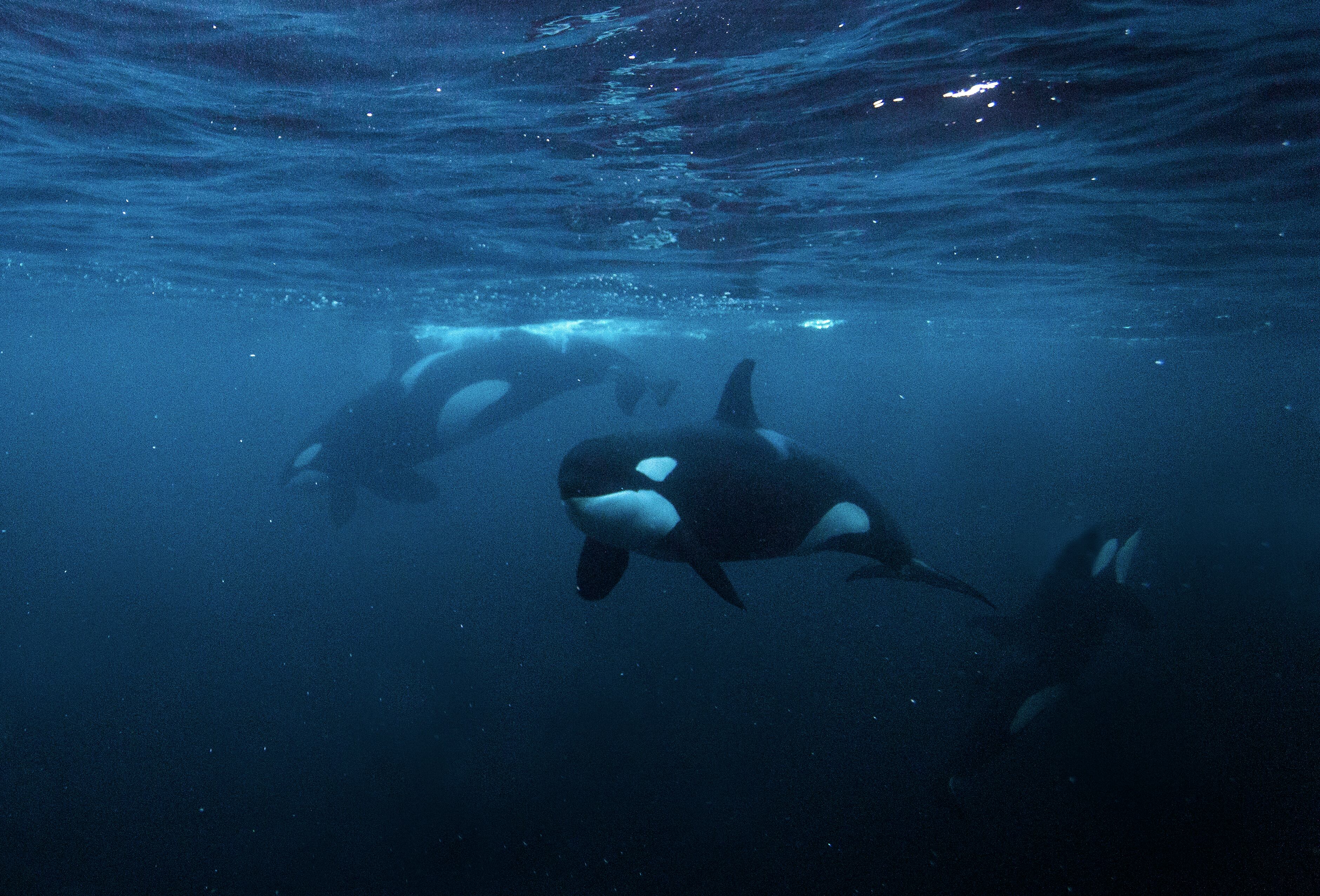 Orcas
