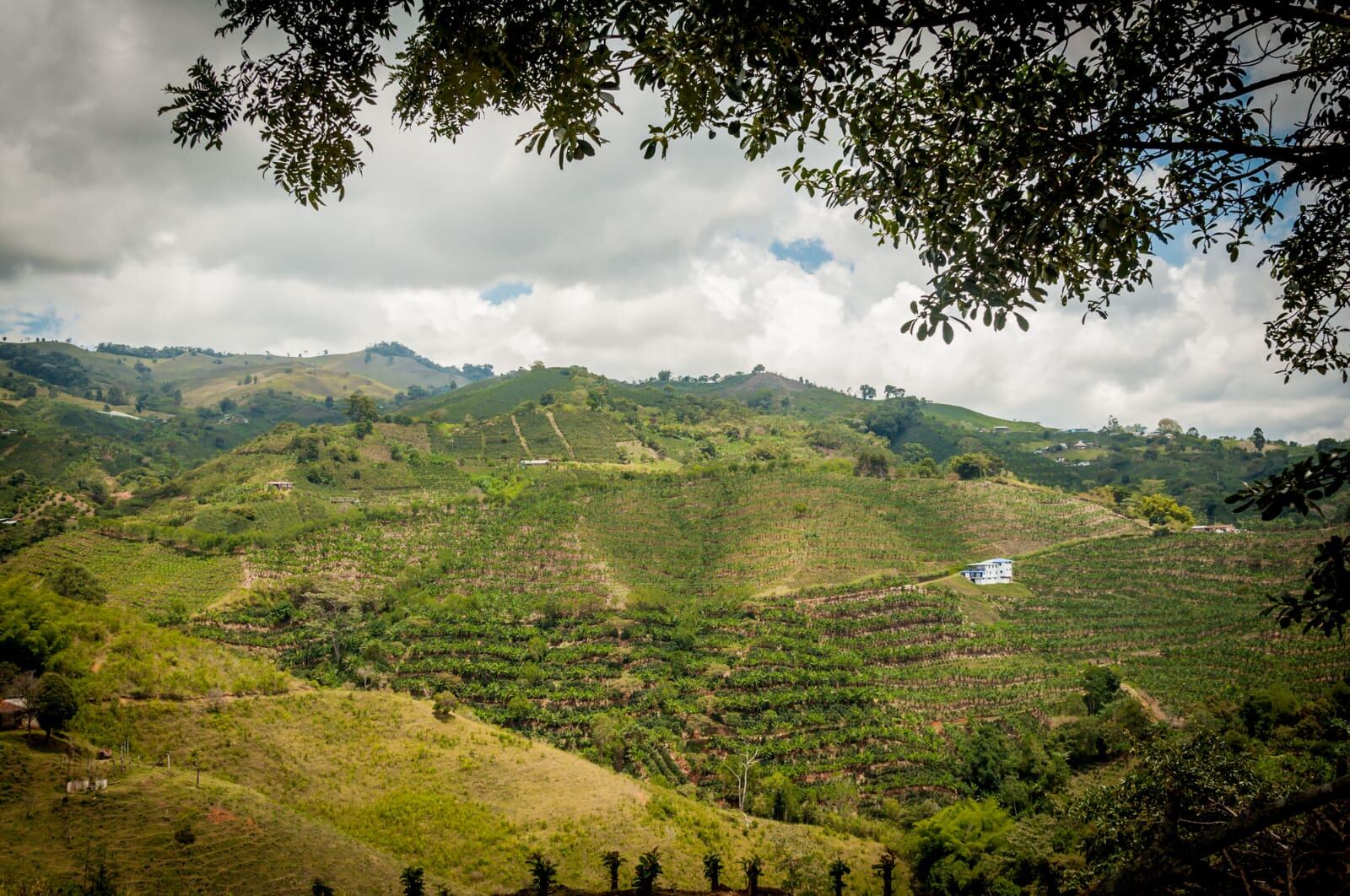 Valle del Cauca, verde