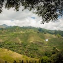 Valle del Cauca, verde