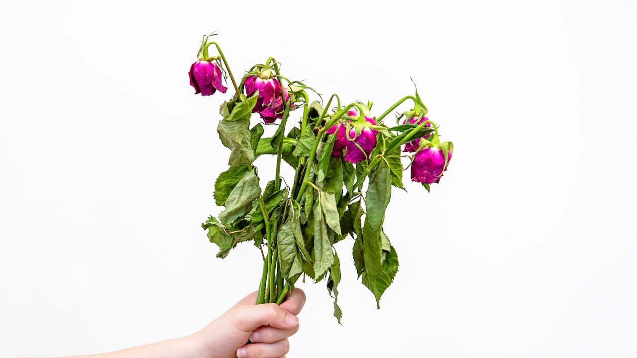 Flores muertas, flores marchitas.