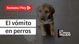 El vómito en perros | Enrique Vallejo en Salud Animal