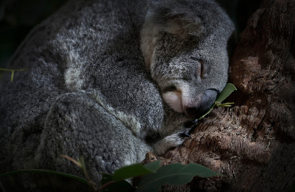 Un koala duerme en su nuevo recinto del Zoológico de Singapur, hace parte de los cuatro koalas que regresarán a la reserva australiana "Lone Pine Koala Sanctuary" en enero del 2016. (AP/Wong Maye-E)