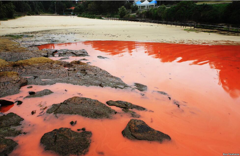 Sin embargo, se cree que muchos peces murieron por la invasión vegetal.
