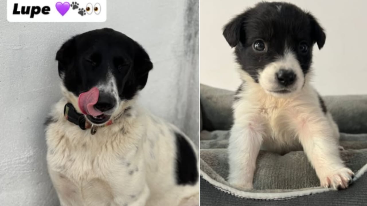 Lupe fue devuelta a la Fundación y está disponible para adopción.