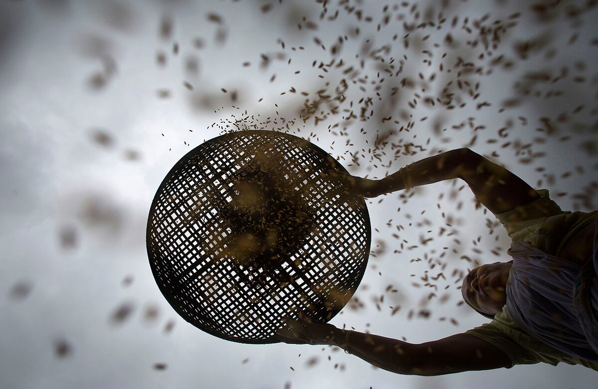 Una mujer india seca arroz luego de cosecharlo en el pueblo de Burha Mayong, en India. (AP/Anupam Nath)