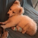 Piojito, perro rescatado en Cota, Cundinamarca