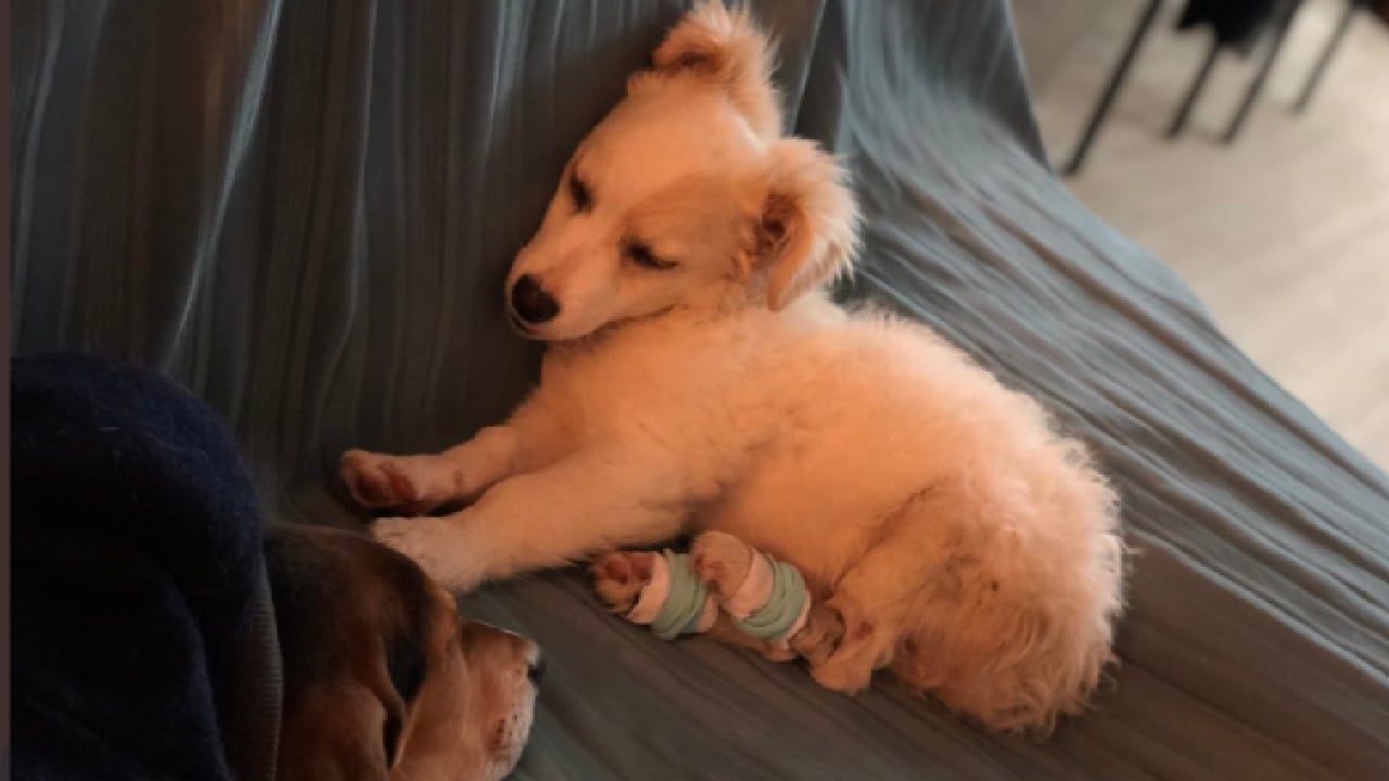 Piojito, perro rescatado en Cota, Cundinamarca