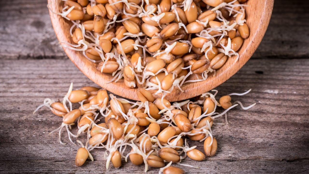 El trigo genera beneficios para la salud por su alto contenido de proteínas y potasio. Getty Images