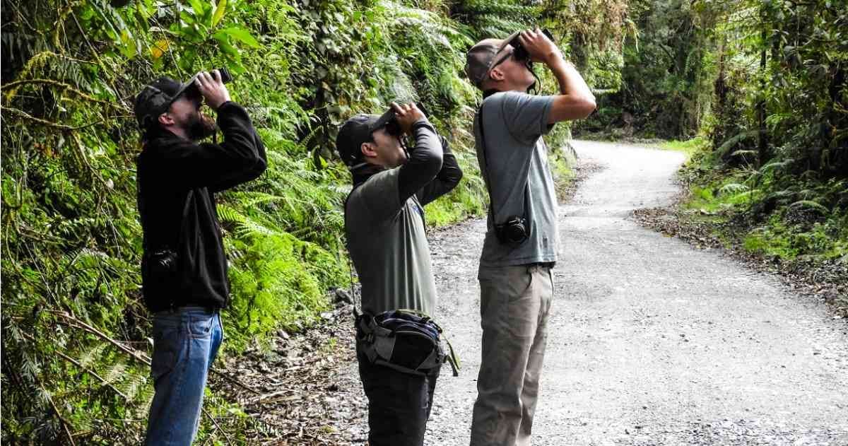 El avistamiento de aves es una de las mejores formas de practicar turismo de naturaleza. Foto: Procolombia. 