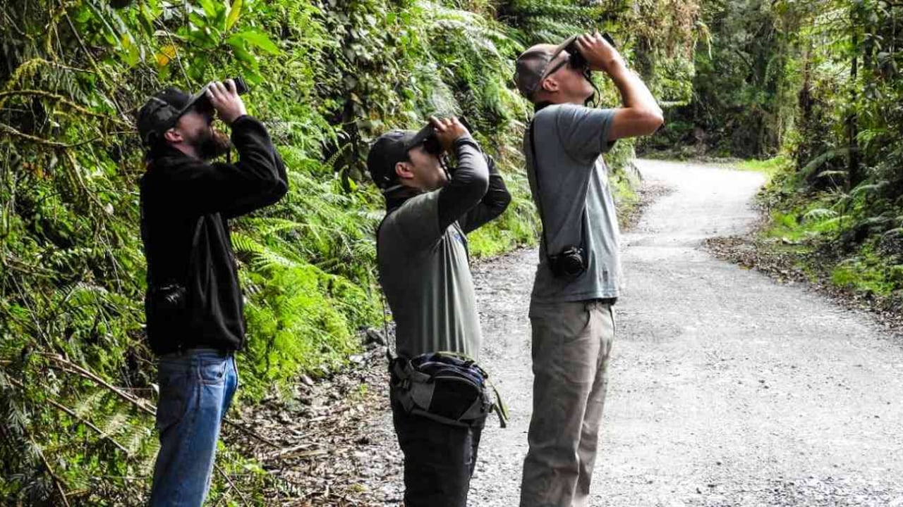El avistamiento de aves es una de las mejores formas de practicar turismo de naturaleza. Foto: Procolombia.