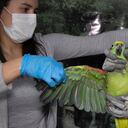 Las aves se han constituido en los animales de fauna silvestre más decomisados por las autoridades en este 2020. Foto: Secretaría de Ambiente de Bogotá.