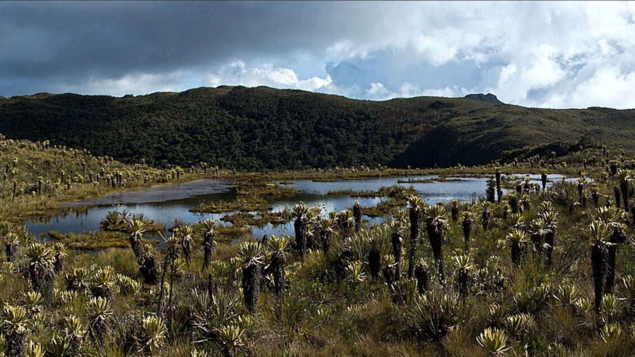 Programa 'Guardianes del Páramo' capacita a ciudadanos en la protección de ecosistemas.