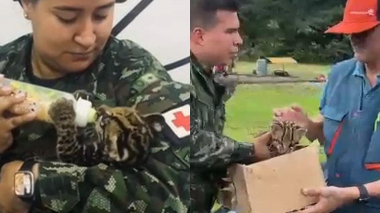 Tigrillo rescatado por el Ejército.