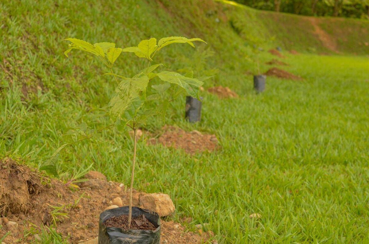 Siembra de árboles en Meta