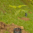 Distintas instituciones se han unido a la campaña de siembra de árboles en el departamento del Meta.