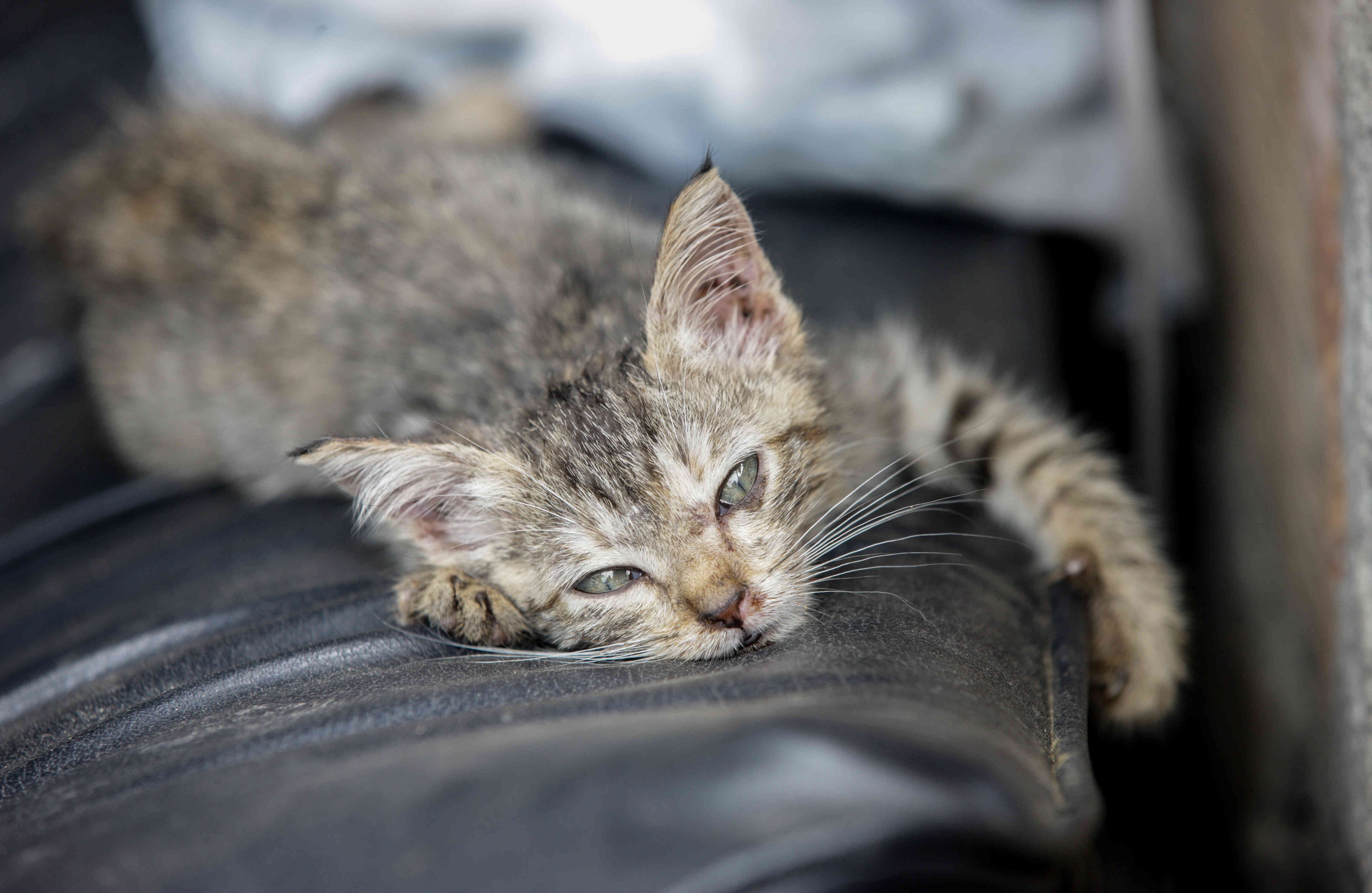 Un gatito, rescatado de la zona de tragedia, espera ser reclamado o adoptado. el miércoles 5 de abril de 2017, en un refugio provisional en Mocoa, Putumayo, luego de que una avalancha de lodo y piedra —la noche del 31 de marzo— provocada por el desbordamiento de los ríos Mocoa, Mulato y Sangoyaco, matara a por lo menos 301 personas y dejara un número indeterminado de desaparecidos. Foto: Carlos Julio Martínez / Enviado Especial de SEMANA
