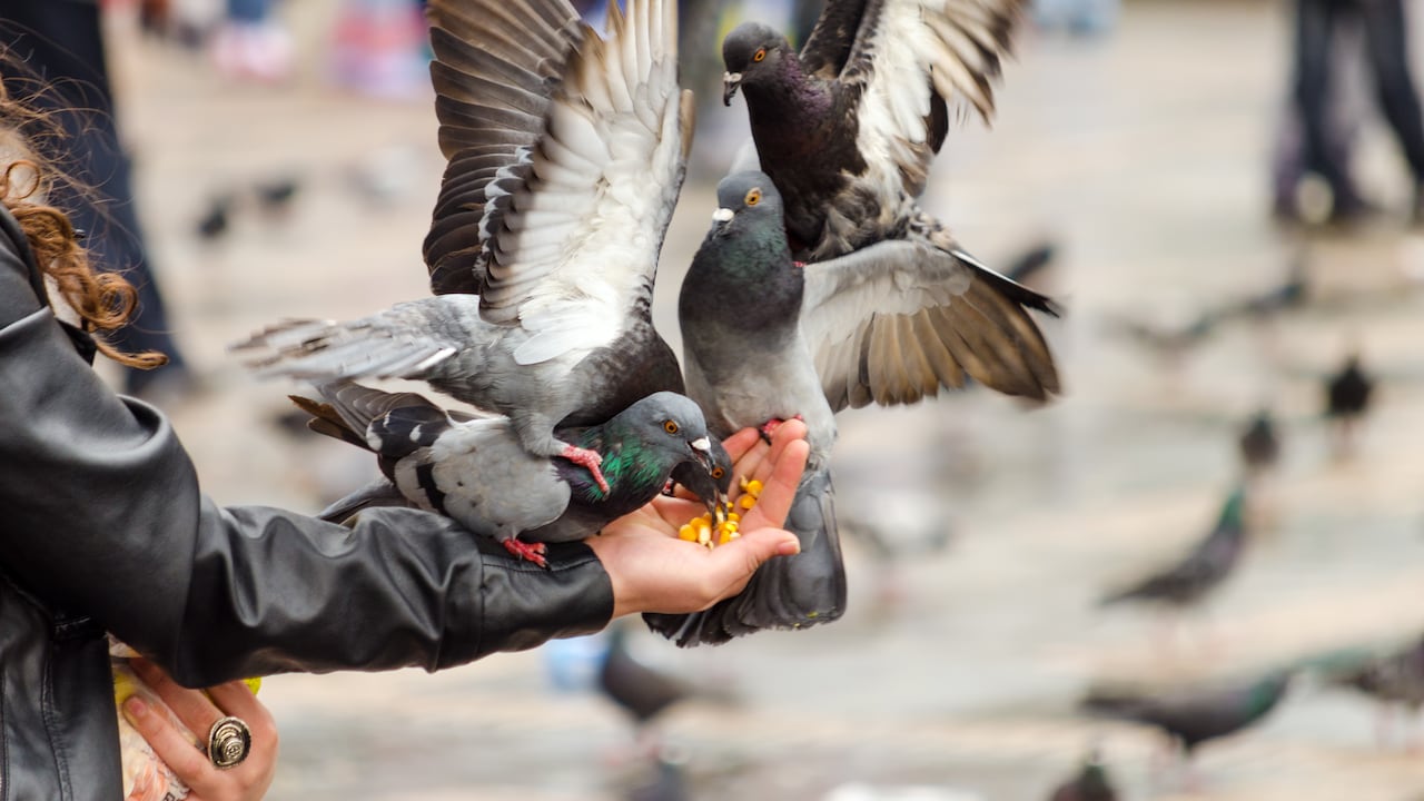 Las palomas acuden a comer maíz