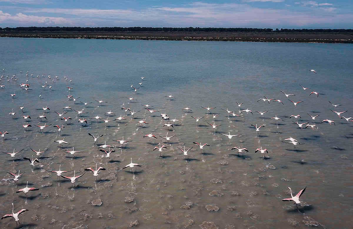 Los flamencos vuelan en la laguna de Narta, a unos 140 kilómetros (90 millas) al suroeste de la capital albanesa de Tirana, el 2 de mayo de 2020. Las reglas de confinamiento en el hogar han enojado y angustiado a algunas personas en Albania, pero los humanos que se cortaron las alas durante la pandemia del coronavirus están permitiendo que aparezcan flamencos y otras avesjunto al mar Adriático. (Foto AP / Hektor Pustina)