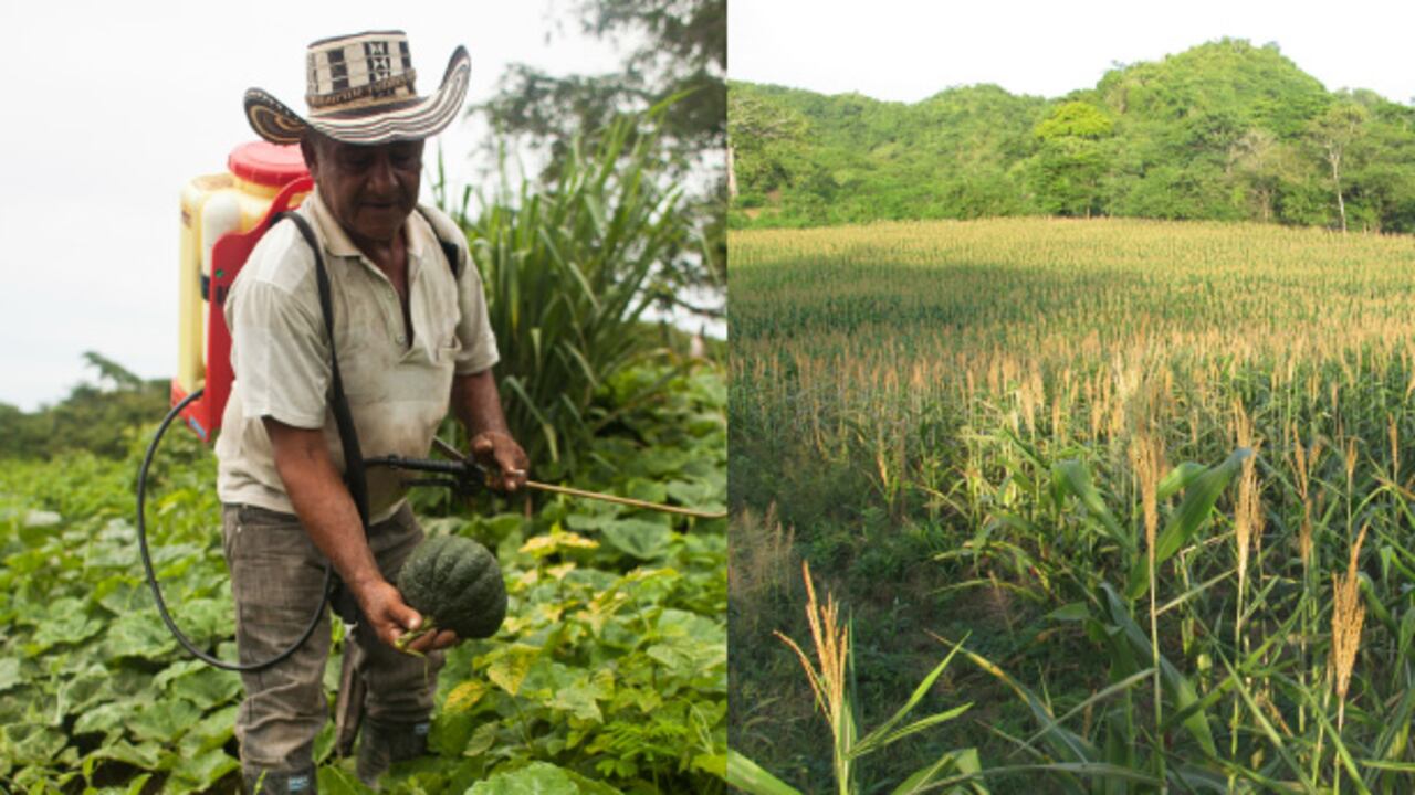 El BID-Fomin financiará parcialmente en tres corregimientos un proyecto cuyo objetivo es ambicioso: crear una verdadera economía con los pequeños campesinos.