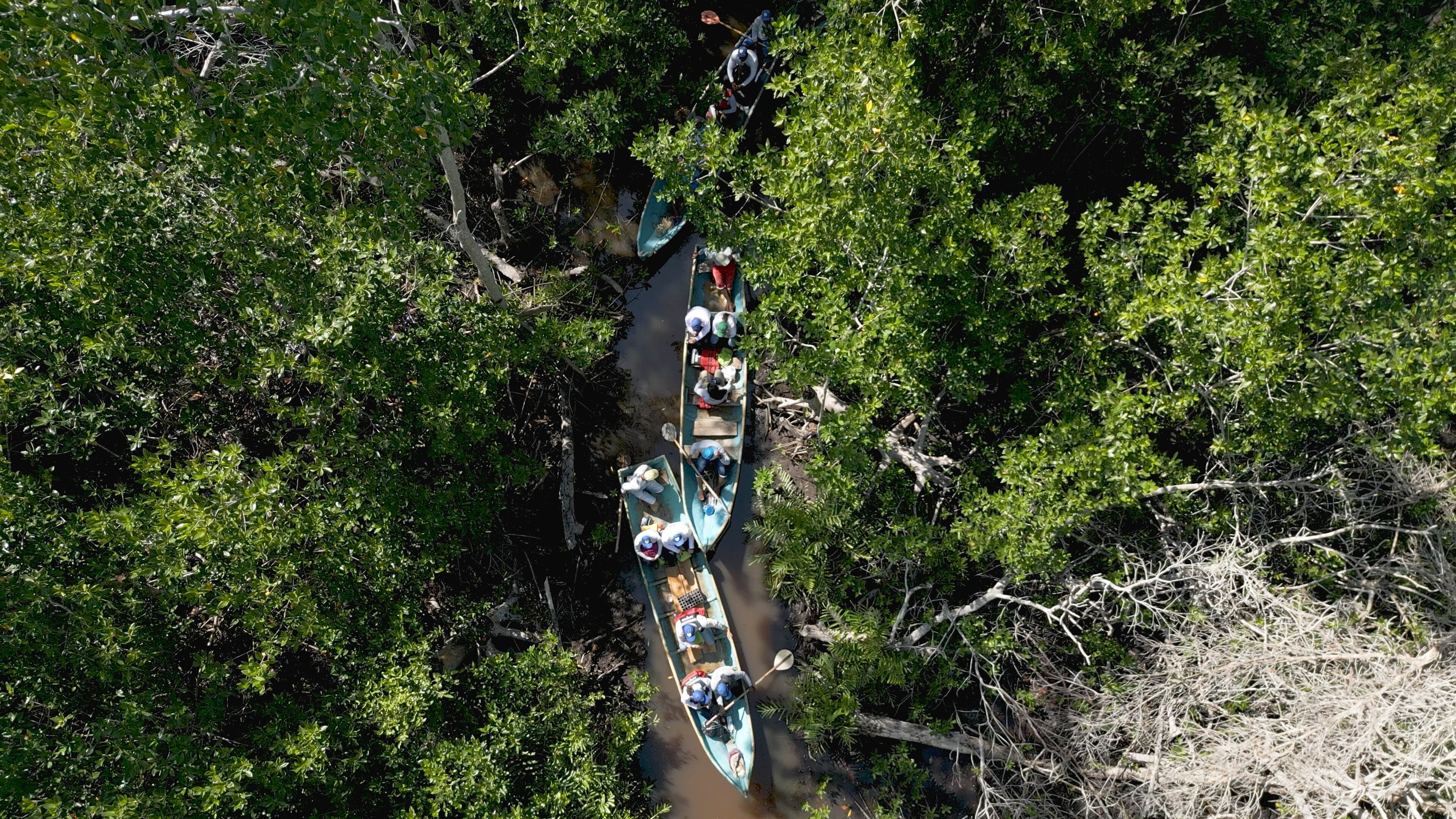 Hace unos 70 años el río Sinú desembocaba en esta zona, pero al cambiar de curso, se originaron estos manglares.