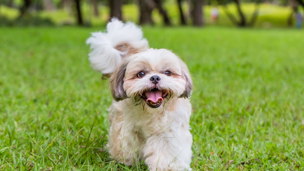 Shih tzu es una de las razas ideales para espacios reducidos.