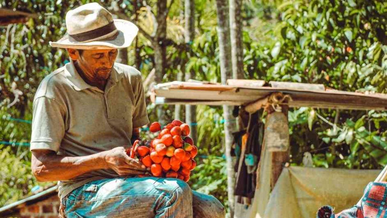 Quince proyectos contemplan la producción sostenible de diversas variedades de café.