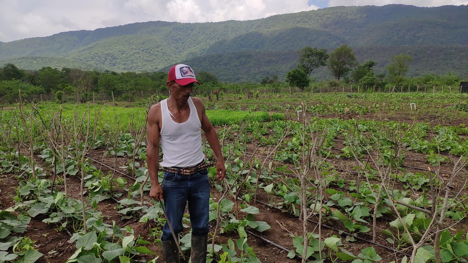 El olor a melón que inunda el desierto