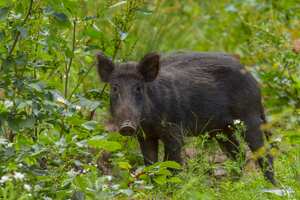 Joven en Argentina se fue de cacería con amigos pero terminó muerto porque lo confundieron con un animal salvaje.
