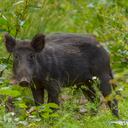 Joven en Argentina se fue de cacería con amigos pero terminó muerto porque lo confundieron con un animal salvaje.