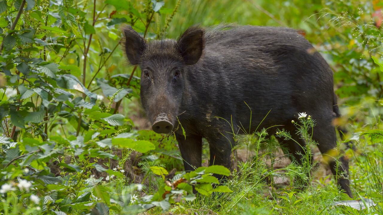 Joven en Argentina se fue de cacería con amigos pero terminó muerto porque lo confundieron con un animal salvaje.