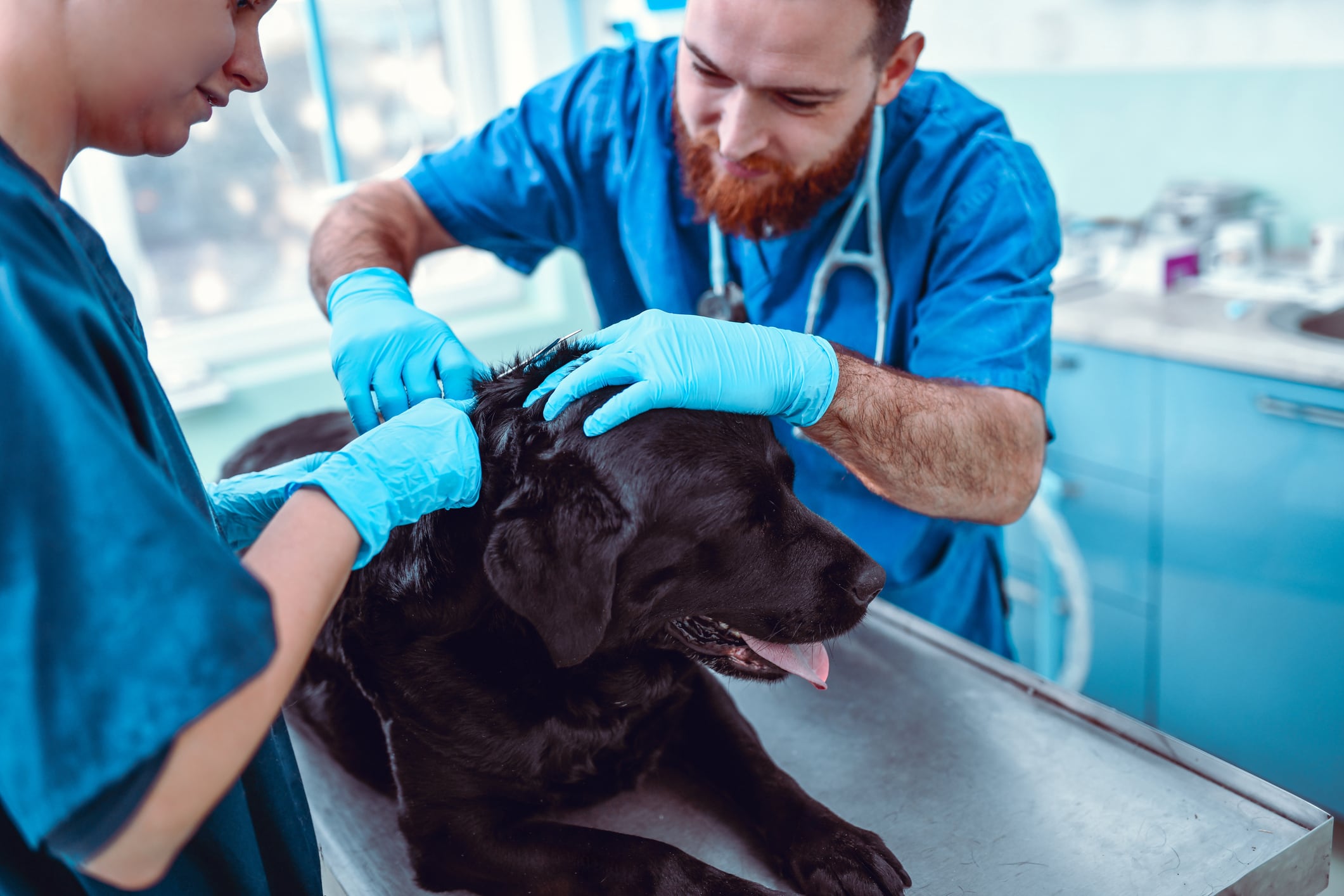 ¿Cómo saber si un perro tiene pulgas?
