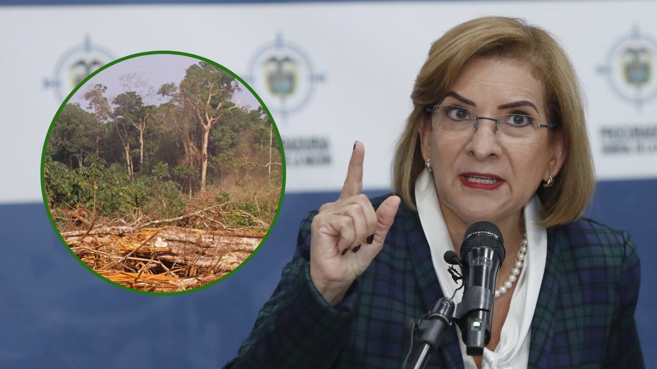 Procuradora Margarita Cabello alerta sobre la situación por deforestación en Colombia (Foto de referencia)