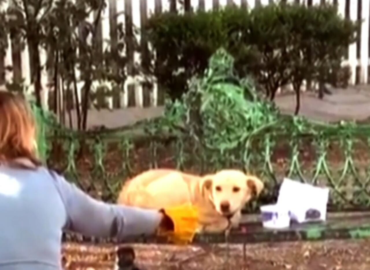 perro abandonado en Coyoacán
