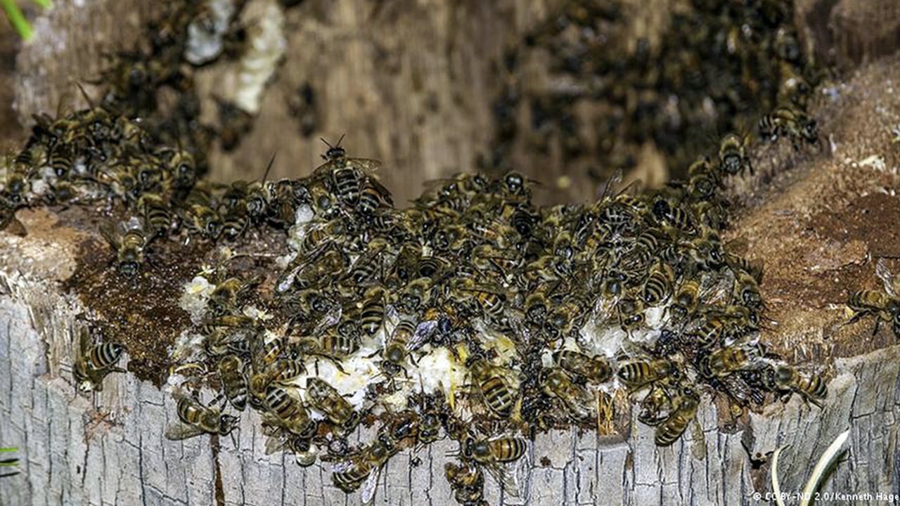 Trabajando sin descanso: no sólo las abejas, sino también las mujeres que dirigen sus cultivos.