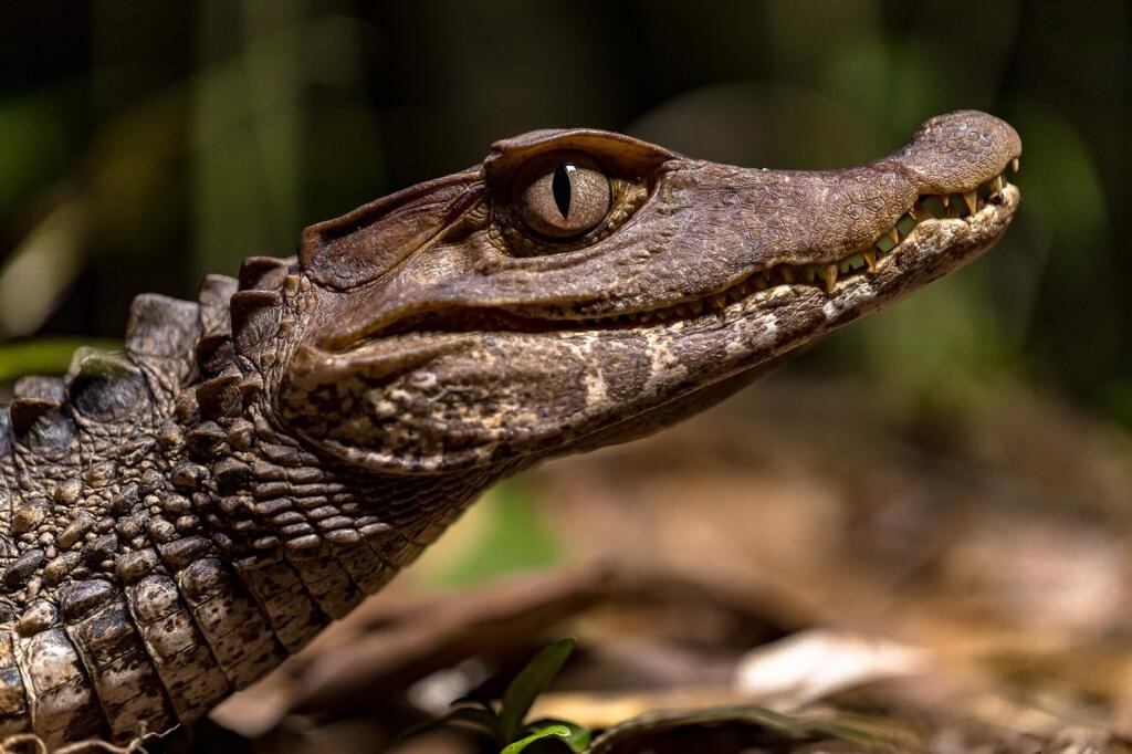 Expedición por el río Tillavá